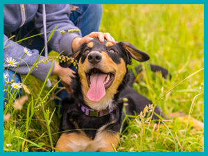 Dog friendly holiday homes in Cheshire