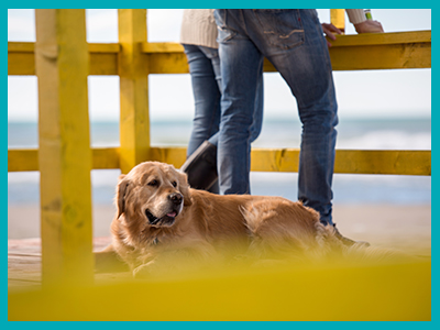 Dog friendly holiday parks Wirral