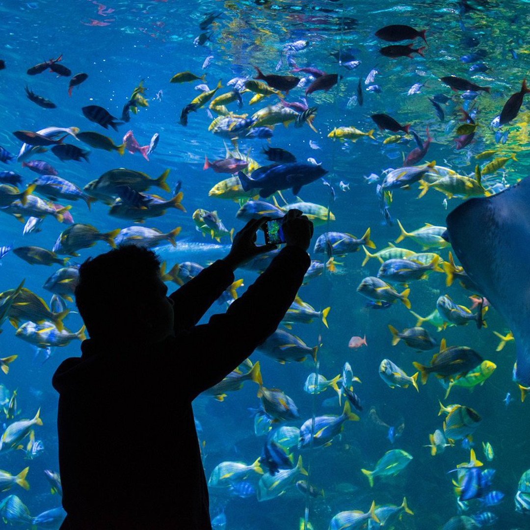 Blue Planet Aquarium
