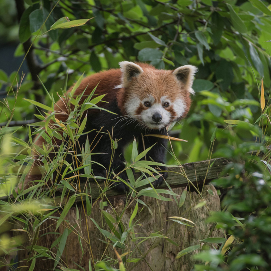 Chester Zoo